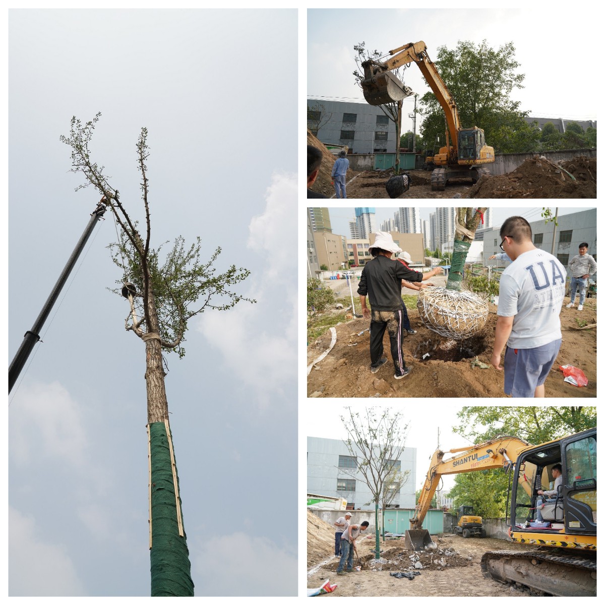 建设泰通家园 3777金沙娱场城举办树木栽植活动